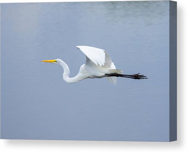 Adult Canvas Print featuring the photograph Great Egret in Flight by John M Bailey