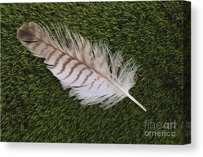 Great Horned Owl Canvas Print featuring the photograph Great Horned Owl Feather by Larry West