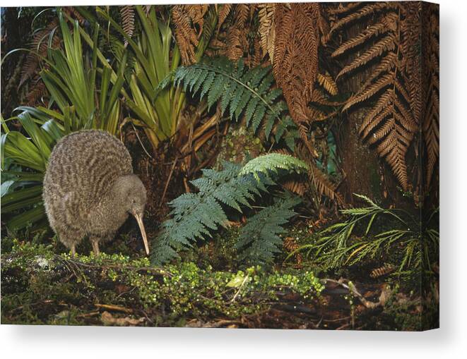 Feb0514 Canvas Print featuring the photograph Great Spotted Kiwi Male In Rainforest by Tui De Roy