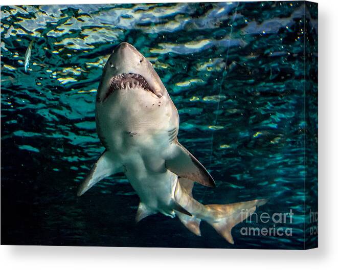 Shark Canvas Print featuring the photograph Great White by Cheryl Baxter