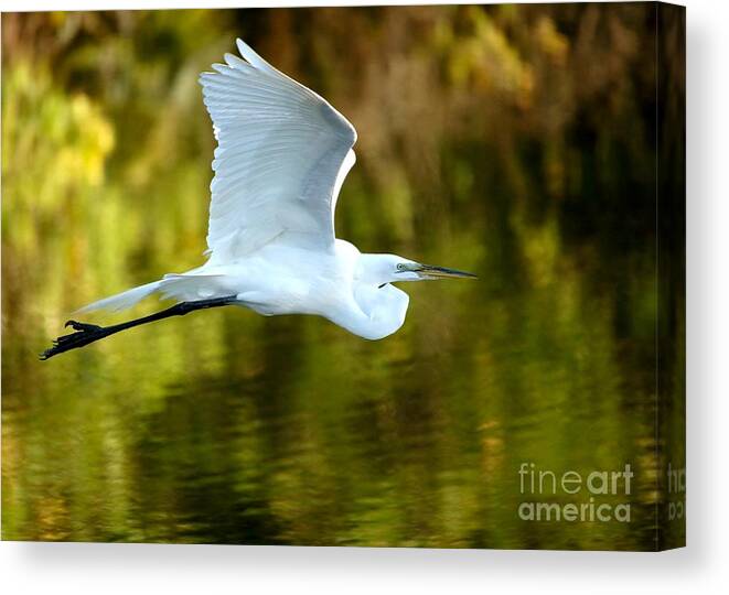 Animal Canvas Print featuring the photograph Great White Egret at Sunset by Sabrina L Ryan