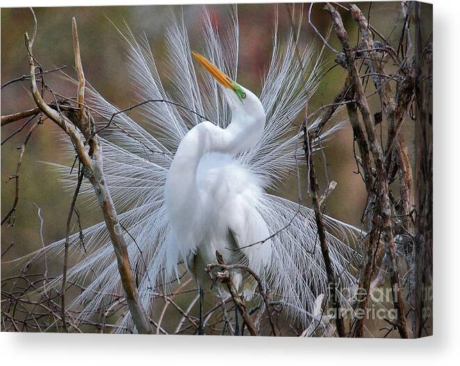 Birds Canvas Print featuring the photograph Great White Egret With Breeding Plumage by Kathy Baccari