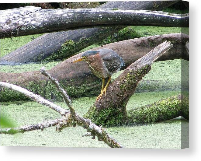 Bird Canvas Print featuring the photograph Green Heron - camouflage by I'ina Van Lawick