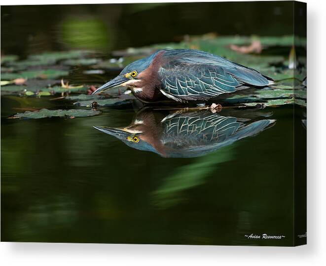 Green Canvas Print featuring the photograph Green Heron Reflection 2 by Avian Resources