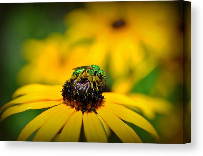 Bee Canvas Print featuring the photograph Green Sweat Bee by Kelly Nowak