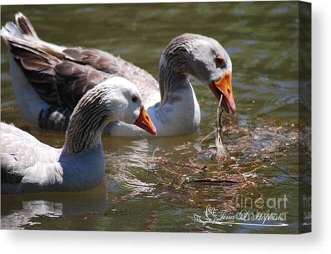 Geese Canvas Print featuring the photograph Greylag Geese 20130512_64 by Tina Hopkins
