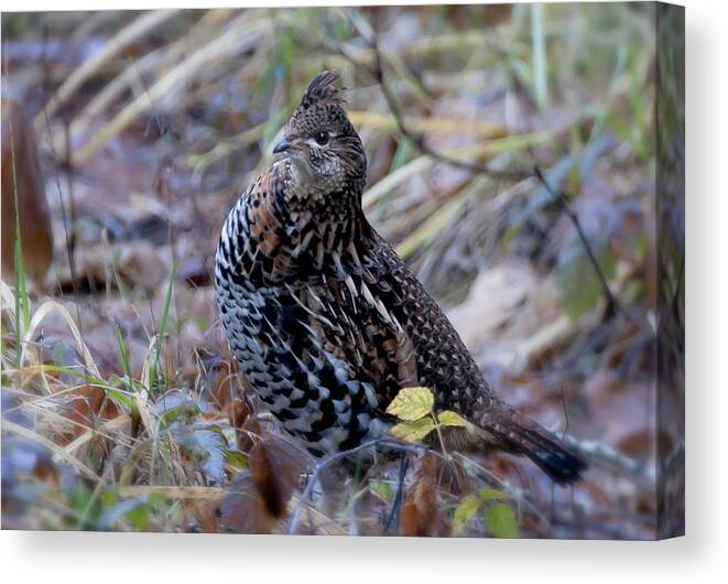 Grouse Canvas Print featuring the photograph Grouse by Betty Depee