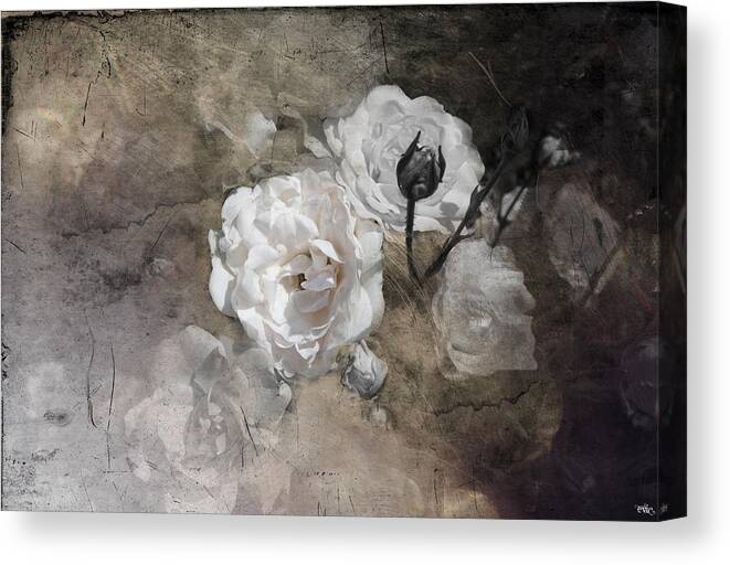 Flower Canvas Print featuring the photograph Grunge White Rose by Evie Carrier