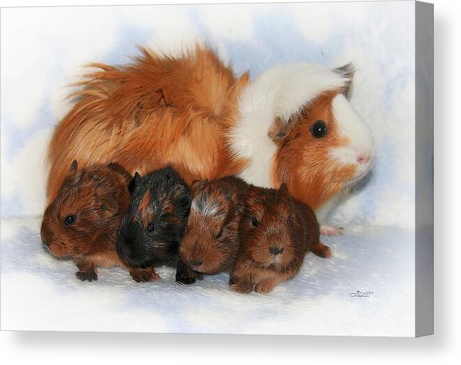 Photo Canvas Print featuring the photograph Guinea Pig Family by Jutta Maria Pusl