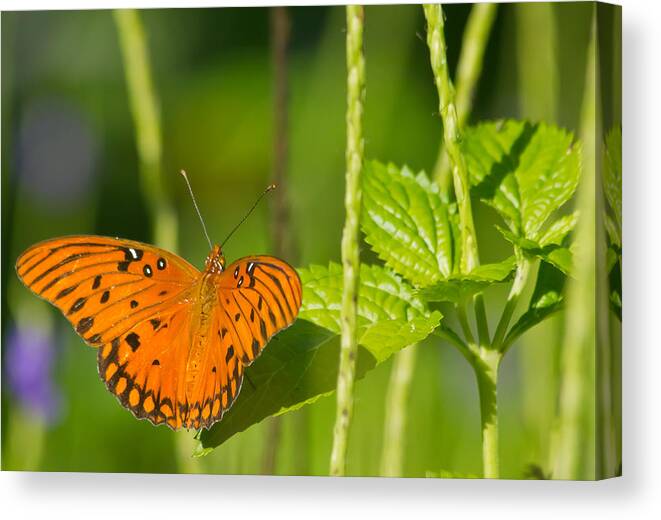 Butterfly Canvas Print featuring the photograph Gulf Fritillary by Jane Luxton