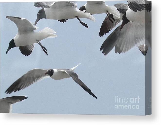 Sea Canvas Print featuring the photograph Gulls Hovering 3 by Cathy Lindsey