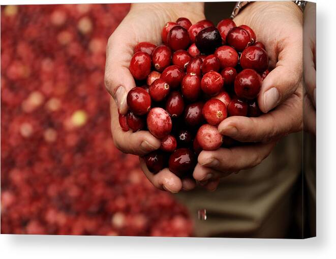 Abundance Canvas Print featuring the photograph Handful of Fresh Cranberries by Phil Cardamone