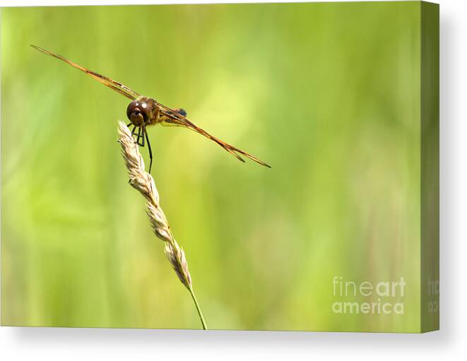 Tiger Striped Dragonfly Canvas Print featuring the photograph Hang On by Cheryl Baxter