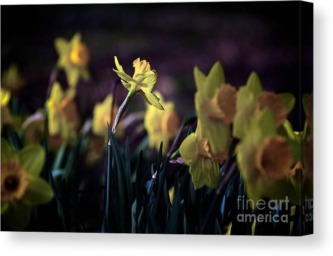 Flowers Canvas Print featuring the photograph Happiness by Frank J Casella