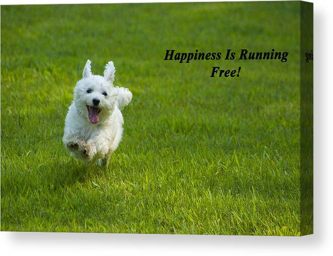 Maltese Canvas Print featuring the photograph Happiness Is Running Free by Pat Exum