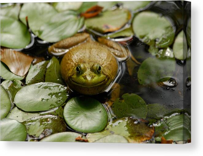  Canvas Print featuring the photograph Happy Frog by Gregory Blank