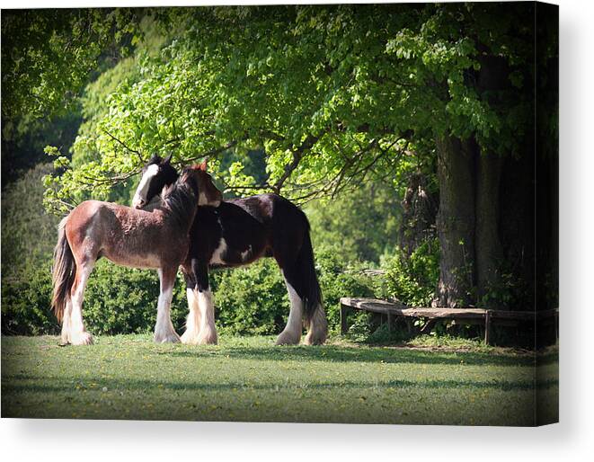 Horses Canvas Print featuring the photograph Happy Together by Stephen Norris