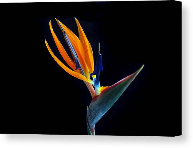 Bird Of Paradise Canvas Print featuring the photograph Haughty Bird. by Terence Davis
