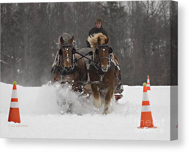 Horses Canvas Print featuring the photograph Heading to the Finish by Carol Lynn Coronios