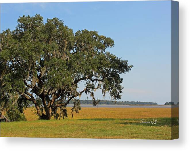 Live Oak Canvas Print featuring the photograph Heaven is a Beautiful Place by Suzanne Gaff