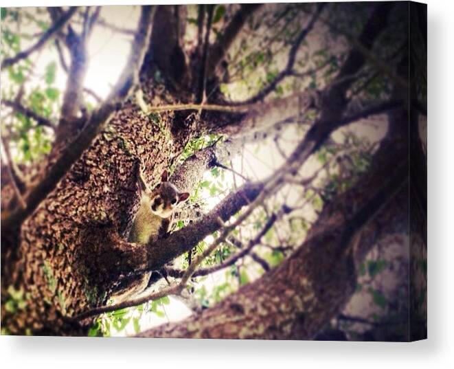 Tree Canvas Print featuring the photograph Hello by Leena Ascencio