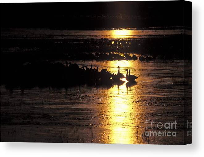 Birds Canvas Print featuring the photograph Here comes the sun by Steven Ralser