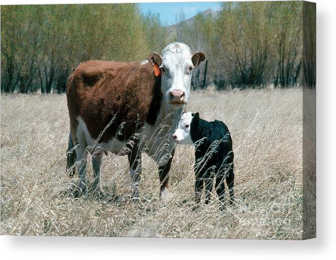 Fauna Canvas Print featuring the photograph Hereford Cow And Calf by Calvin Larsen