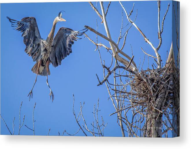 Great Canvas Print featuring the photograph Heron Landing on Nest by Everet Regal