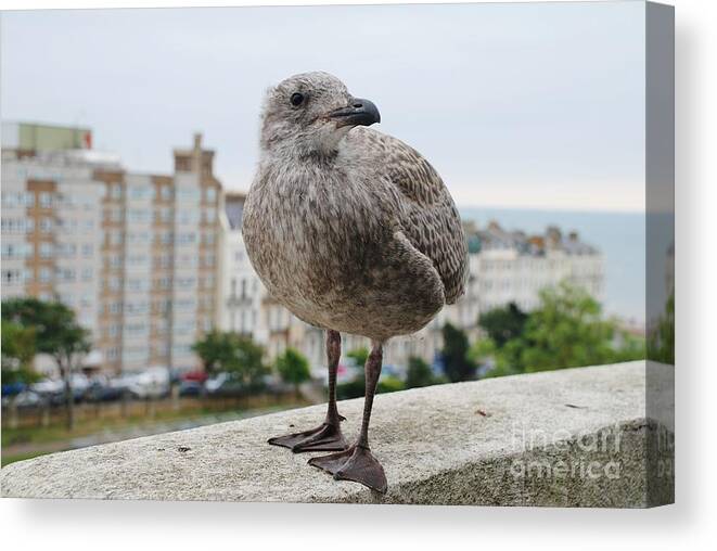 European Canvas Print featuring the photograph Herring Gull chick by David Fowler