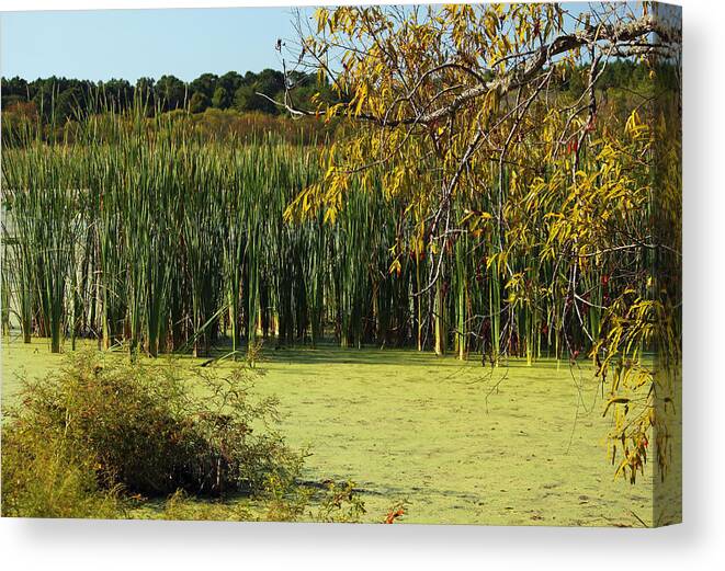 Marsh Canvas Print featuring the photograph Hidden Marsh II by Suzanne Gaff