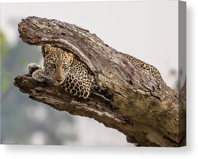 Leopard Canvas Print featuring the photograph Hide And Seek by Eunice Kim