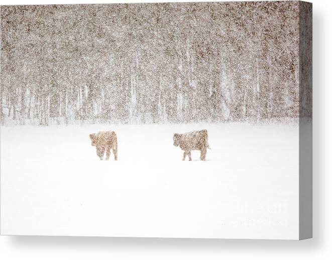 Highland Cattle Canvas Print featuring the photograph Highland Cattle in the Snow by Cheryl Baxter