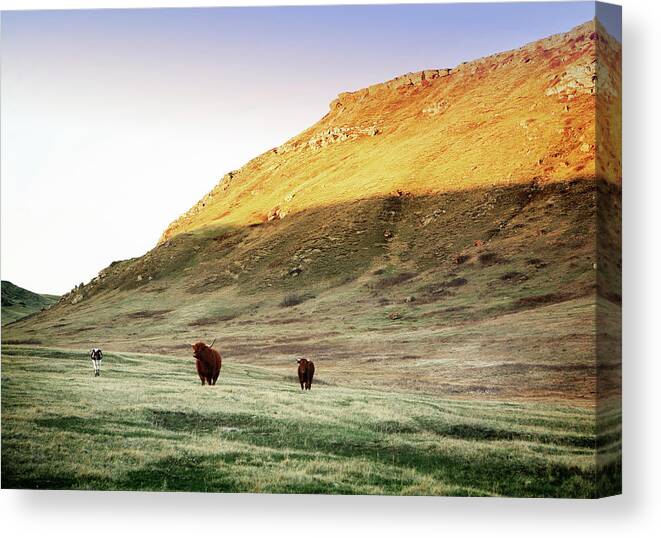 Alberta Canvas Print featuring the photograph Highland Steers Roam A Ranch by Todd Korol