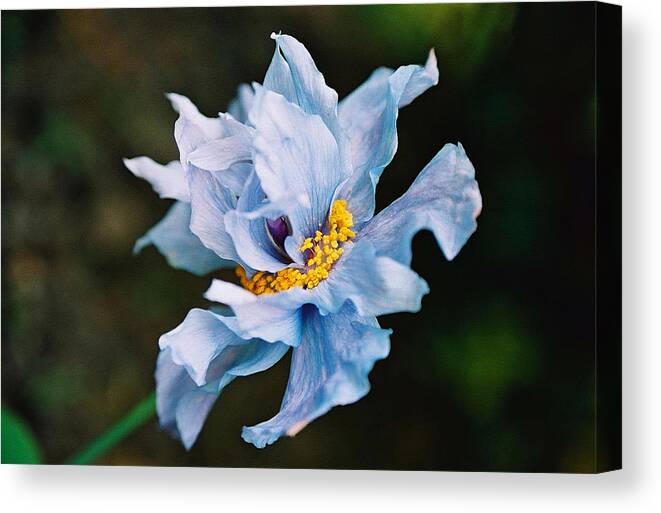 Flora Canvas Print featuring the photograph Himalayan Poppy by Gerry Bates