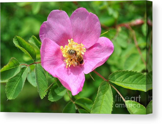 Rose Canvas Print featuring the photograph Hip rose bloom with a bee by Martin Capek