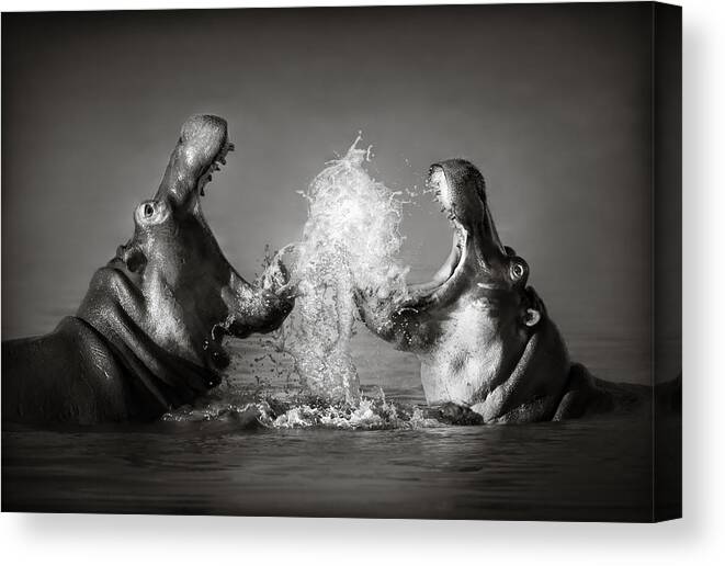 Hippo Canvas Print featuring the photograph Hippo's fighting by Johan Swanepoel