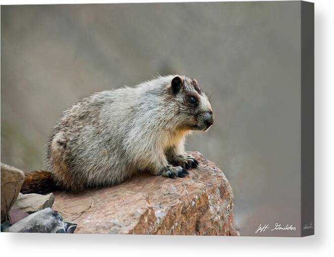 Animal Canvas Print featuring the photograph Hoary Marmot on a Boulder by Jeff Goulden