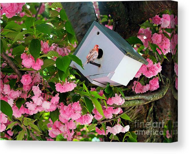 Nature Canvas Print featuring the photograph Home And Garden by Geoff Crego