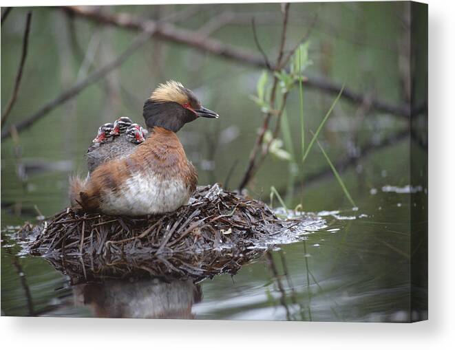 Feb0514 Canvas Print featuring the photograph Horned Grebe On Nest With Chicks by Michael Quinton