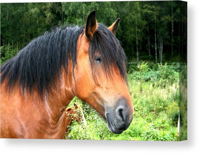 Landscape Horses Threes Nature Field Animals Green Brown Black Canvas Print featuring the photograph Horse Field by Jeanette Rode Dybdahl