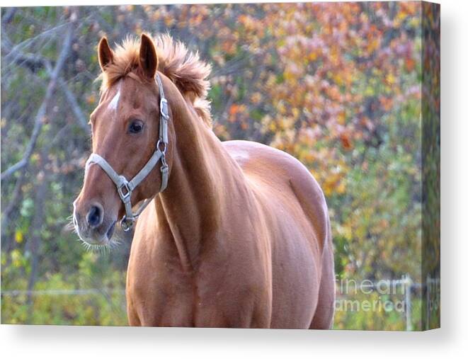 Horse Canvas Print featuring the photograph Horse Muscle by Glenn Gordon
