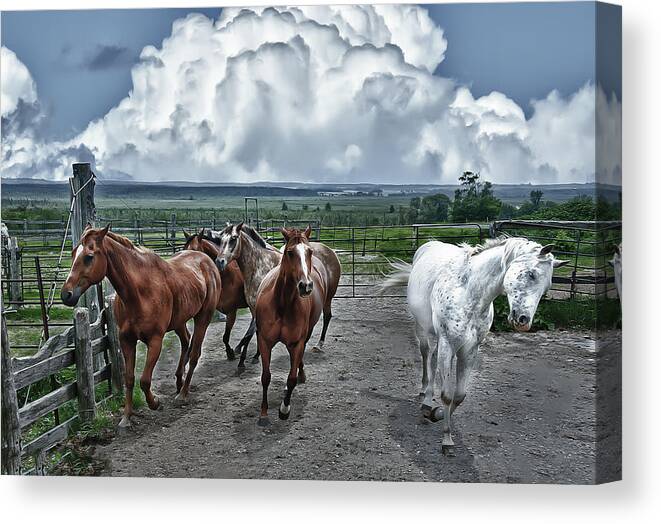 Horses. Hose Canvas Print featuring the photograph Horses coming home by Patrick Boening