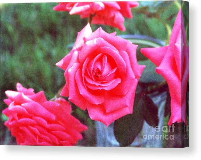 Roses Prints Canvas Print featuring the photograph Hot Summer Bouquet by Alys Caviness-Gober