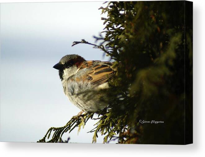 Bird Canvas Print featuring the photograph House Sparrow by Steven Clipperton