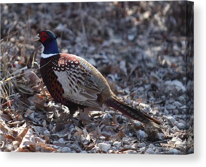 Pheasant Canvas Print featuring the photograph Howard County Pheasant by Kathryn Cornett