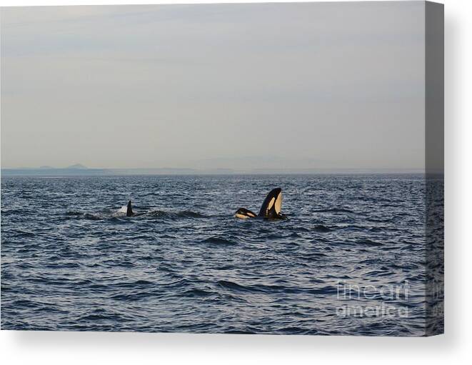 Orca Canvas Print featuring the photograph How's the View? by Gayle Swigart