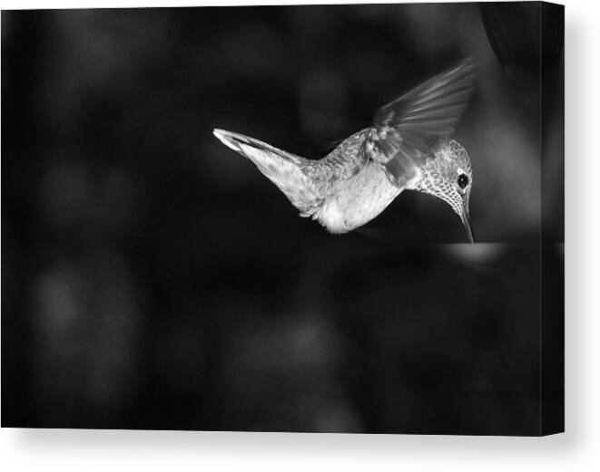 Hummingbird Canvas Print featuring the photograph Hummingbird BW by Ron White
