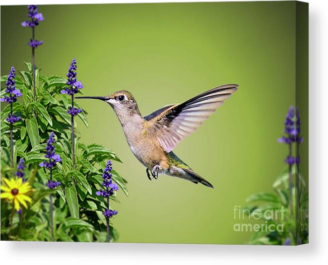 Hummingbird Canvas Print featuring the photograph Hummingbird On Purple Flowers by Kathy Baccari