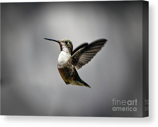 Hummingbird Canvas Print featuring the photograph Hummingbird by Savannah Gibbs