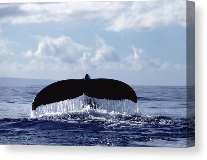 Feb0514 Canvas Print featuring the photograph Humpback Whale Tail by Flip Nicklin